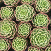 [PACK of 10 PLANTS] x Echeveria Bella Donna