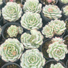 [PACK of 10 PLANTS] x  Echeveria derenbergii