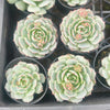[PACK of 10 PLANTS] x  Echeveria derenbergii