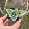 [PACK of 10 PLANTS] x Echeveria Subrigida 'Fire and Ice'