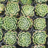 [PACK of 10 PLANTS] x Echeveria Strawberry Ice