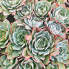 [PACK of 10 PLANTS] x Echeveria 'Blue Light'