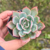 [PACK of 10 PLANTS] x Echeveria 'Blue Light'