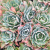[PACK of 10 PLANTS] x Echeveria 'Blue Light'