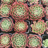 [PACK of 10 PLANTS] x Echeveria 'Love Heart'
