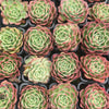 [PACK of 10 PLANTS] x Echeveria 'Love Heart'