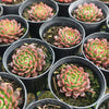 [PACK of 10 PLANTS] x Echeveria 'Bini Gesseru'