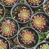 [PACK of 10 PLANTS] x Echeveria 'Bini Gesseru'
