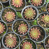 [PACK of 10 PLANTS] x Echeveria 'Bini Gesseru'