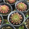 [PACK of 10 PLANTS] x Echeveria 'Bini Gesseru'