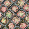[PACK of 10 PLANTS] x Echeveria Luna Rossa