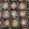 [PACK of 10 PLANTS] x Echeveria Luna Rossa