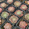 [PACK of 10 PLANTS] x Echeveria Luna Rossa