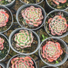 [PACK of 10 PLANTS] x Echeveria Luna Rossa