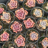 [PACK of 10 PLANTS] xGraptoveria 'Mrs Richards'