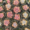 [PACK of 10 PLANTS] xGraptoveria 'Mrs Richards'