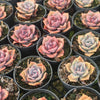[PACK of 10 PLANTS] xGraptoveria 'Mrs Richards'