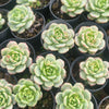 [PACK of 10 PLANTS] x Sedeveria Pudgy