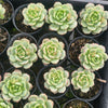 Sedeveria Pudgy