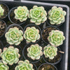 [PACK of 10 PLANTS] x Sedeveria Pudgy