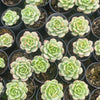 [PACK of 10 PLANTS] x Sedeveria Pudgy