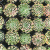 [PACK of 10 PLANTS] x  Echeveria 'Dream Rose'