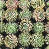 [PACK of 10 PLANTS] x  Echeveria 'Dream Rose'