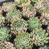 [PACK of 10 PLANTS] x  Echeveria 'Dream Rose'