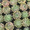 [PACK of 10 PLANTS] x  Echeveria 'Dream Rose'