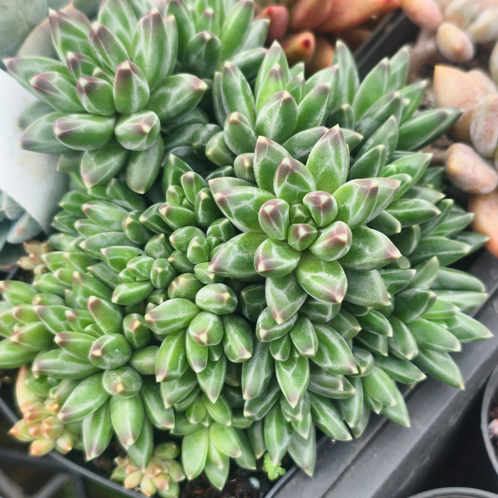 Pachyphytum compactum 'Purple Diamond'