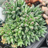 Pachyphytum compactum 'Purple Diamond'