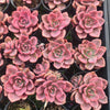 [PACK of 10 PLANTS] X xGraptoveria Mrs Richards Variegated