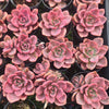 [PACK of 10 PLANTS] X xGraptoveria Mrs Richards Variegated