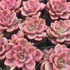 [PACK of 10 PLANTS] X xGraptoveria Mrs Richards Variegated