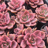 [PACK of 10 PLANTS] X xGraptoveria Mrs Richards Variegated