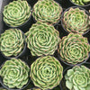 [PACK of 10 PLANTS] x Echeveria 'Dancing Bird' - KRF