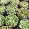[PACK of 10 PLANTS] x Echeveria 'Dancing Bird' - KRF