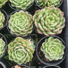 [PACK of 10 PLANTS] x Echeveria 'Dancing Bird' - KRF