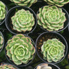 [PACK of 10 PLANTS] x Echeveria 'Dancing Bird' - KRF