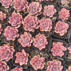 [PACK of 10 PLANTS] X xGraptoveria Mrs Richards Variegated