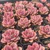 [PACK of 10 PLANTS] X xGraptoveria Mrs Richards Variegated