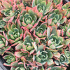 [PACK of 10 PLANTS] x Echeveria 'Alpine Rose'