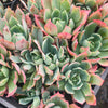 [PACK of 10 PLANTS] x Echeveria 'Alpine Rose'