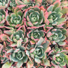 [PACK of 10 PLANTS] x Echeveria 'Alpine Rose'