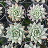 [PACK of 10 PLANTS] x Echeveria purpusorum (Grey Form)