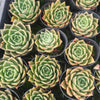 [PACK of 10 PLANTS] x Echeveria 'Emerald Rose'