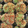[PACK of 10 PLANTS] x Echeveria 'Green smile' f. cristata