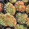 [PACK of 10 PLANTS] x Echeveria 'Green smile' f. cristata
