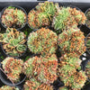 [PACK of 10 PLANTS] x Echeveria 'Green smile' f. cristata