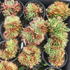 [PACK of 10 PLANTS] x Echeveria 'Green smile' f. cristata